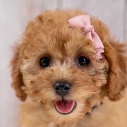 Millie - Red female Cavapoo puppy in Erda, Utah from Country Lane Doodles