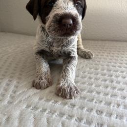 Girl 1 - Brown and gray female Wirehaired Pointing Griffon puppy in Jerome, Idaho from Double R Griffons