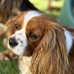 Canelo - Cavalier King Charles Spaniel