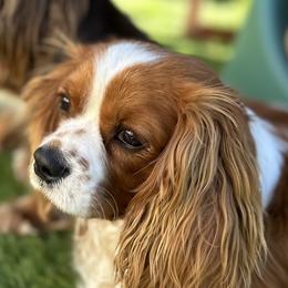 Canelo - Cavalier King Charles Spaniel