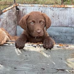 Chesapeake Bay Retrievers from North River Chesapeakes