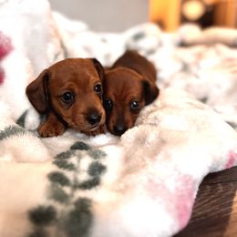 Dachshund Puppies from Florida Dippin’ Dachshunds & Aussiedoodles