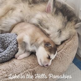 Pomsky Puppies from Lake in the hills Pomskies