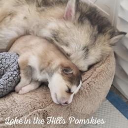 Pomsky Puppies from Lake in the hills Pomskies