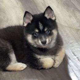 Girl 1-Purple - Pomsky puppy from Southwood Pomskies
