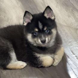 Girl 1-Purple - Pomsky puppy from Southwood Pomskies