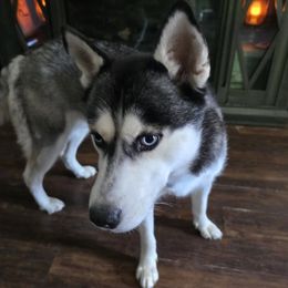 Dixie - Siberian Husky