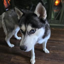 Dixie - Siberian Husky