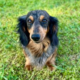 Colt - Dapple male Dachshund puppy in Whitesboro, Texas from Whitesboro Dachshund