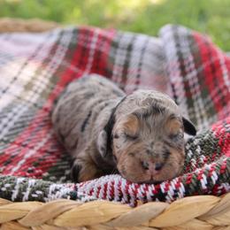 Chanel - Merle female Goldendoodle puppy in Hobbs, New Mexico from Goldie Locks Golden Retrievers & Doodles