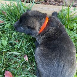 Boy 3 - Gold brindle Dutch Shepherd puppy in Duffield, Virginia from Sage Mountain Farm and Kennels