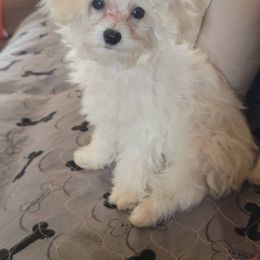 Maltese, Maltipoo, Poodle, and Shih Tzu Puppies from Marlees Puppies 1