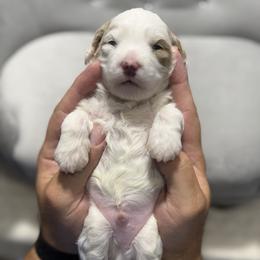 Male 1 - Parti male Goldendoodle puppy in Mona, Utah from Hearts Full of Puppies
