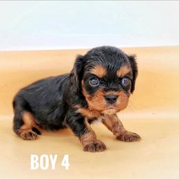 Boy 4 - Black and tan male Cavalier King Charles Spaniel puppy in Pennsylvania from Breezy Valley Siberians