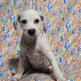 Runts- Orange LUA - White and black female Dalmatian puppy in Claremore, Oklahoma from Lotsofdots Dalmatians