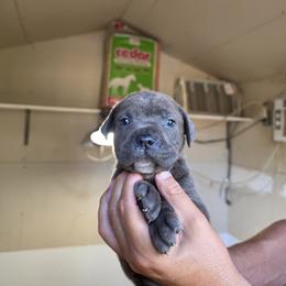Girl 2 - Gray female Cane Corso puppy in Kaufman, Texas from Phantom Corsos