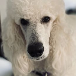 Poodles from Shore Pine Poodles