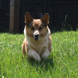 Sawyer - Pembroke Welsh Corgi