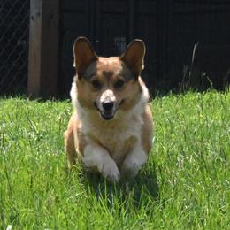Sawyer - Pembroke Welsh Corgi