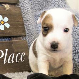 Jack Russell Terrier Puppies from Spritely Jack Russell Terriers