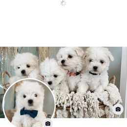 Maltese Puppies from Mia Lucky Maltese