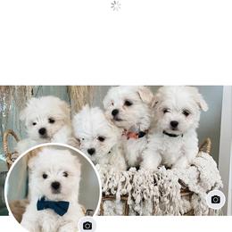 Maltese Puppies from Mia Lucky Maltese