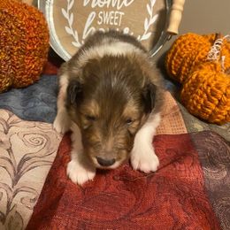 Shetland Sheepdog Puppies from Clark Kennel Shelties