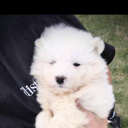 Hayden - White male Samoyed puppy in Durant, Oklahoma from OrangeLine Samoyeds
