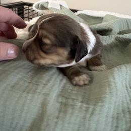 Sarge - Piebald male Dachshund puppy in Athens, Alabama from 4 Moore Ranch