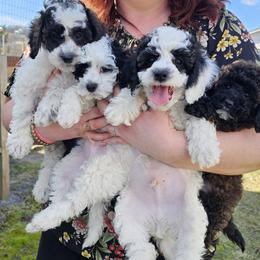 Cavapoo puppies from Brooke Carlson