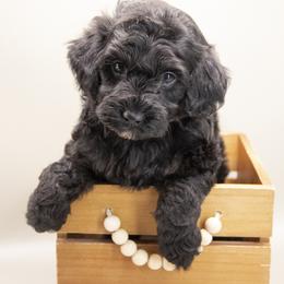 Yin - Black male Double Doodle puppy in Lehi, Utah from Our Little Farm Life Doodles