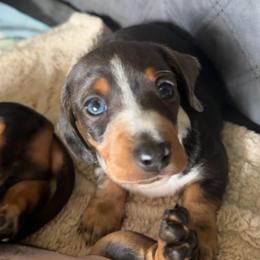 Kipper - Dapple male Dachshund puppy in Richmond, Kentucky from Cemcade Dachshunds