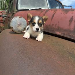 Darci - Black and tan female Pembroke Welsh Corgi puppy in Manchester, Kentucky from Riverside Corgis