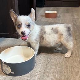 Picasso - Blue merle and white male American Corgi puppy in Paradise, Texas from Bar S Corgis
