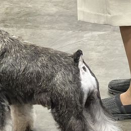 Miniature Schnauzers from GG's Dream Miniature Schnauzers