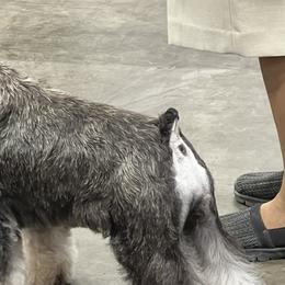Miniature Schnauzers from GG's Dream Miniature Schnauzers