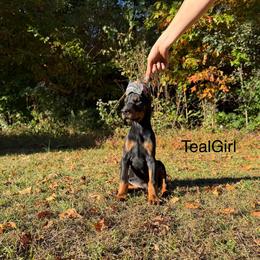 Teal - Black and rust female Doberman Pinscher puppy in Knox, Indiana from Double River Dobermans