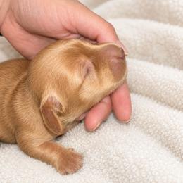 Louie - Red male Dachshund puppy in Exeter, California from Sawtooth Miniature Dachshunds