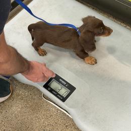 Cockapoo, Dachshund, Miniature Schnauzer, and Yorkshire Terrier Puppies from LUXEYPUPS