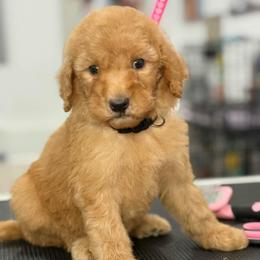 Phoneix - Apricot female Goldendoodle puppy in Yuciapa, California from AlltheDoodlez_