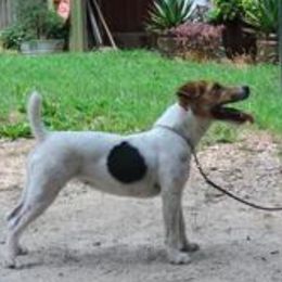 Saphire - Jack Russell Terrier