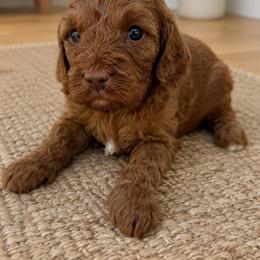 Lizzy - Apricot female Cavapoo puppy in Yuciapa, California from AlltheDoodlez_