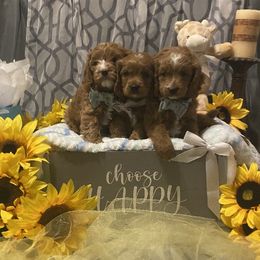 Cavapoo Puppies from Brookstone Cavapoos