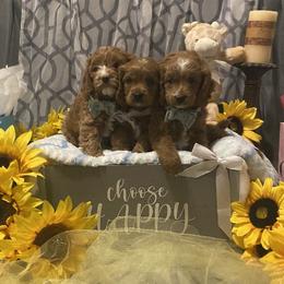 Cavapoo Puppies from Brookstone Cavapoos