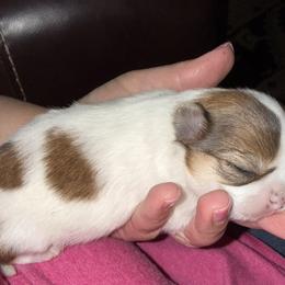 Chihuahua Puppies from Princess Paws LLC