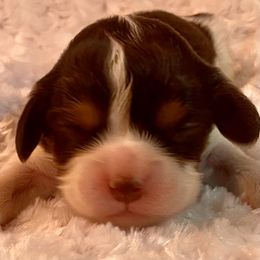 Claire - Chocolate female Cavalier King Charles Spaniel puppy in Zion Crossroads, Virginia from Karma's Cavaliers