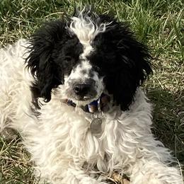 Cash - Poodle