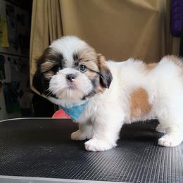 Yahtzee - Tricolor male Shih Tzu puppy in Memphis, Tennessee from Thorntons Fur Crew