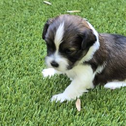 Madison - Red female Havanese puppy in Silver Spring, Maryland from GoldDust Havanse