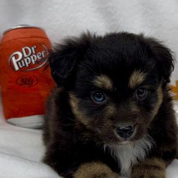 Dr Pupper - Black tri male Miniature American Shepherd puppy in South Branch, Michigan from Ross Ranch Mini and Standard Aussie's